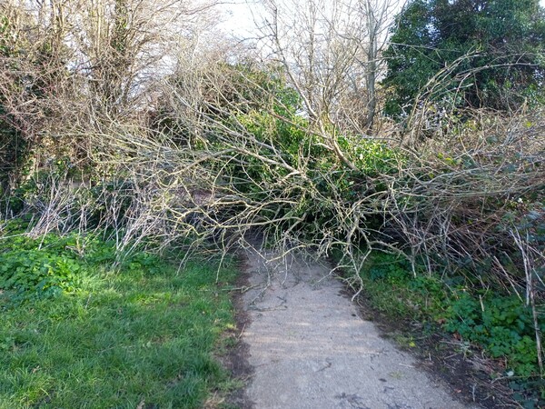 The photo for NCR1 blocked by fallen tree at Duke's Meadow.